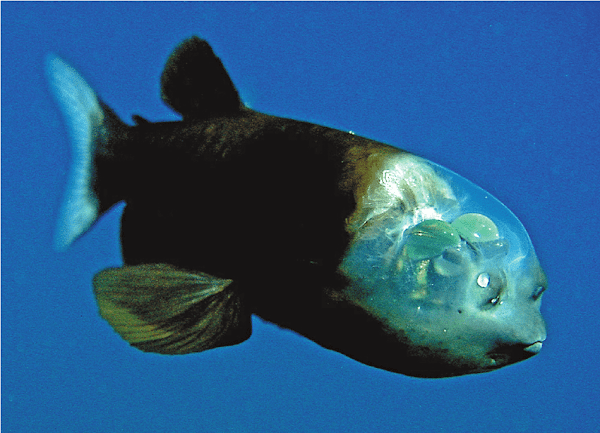 The Barreleye