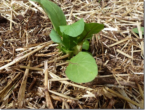Soil is tamped gently around the translocated seedling roots then mulch is returned to cover and protect the soil surface. P1020278