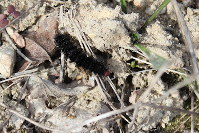 Veldparelmoervlinder - Fjildparlemoerflinter - Melitaea cinxia