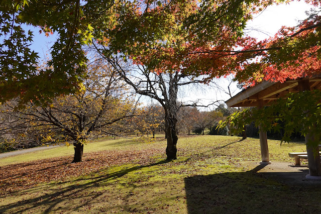 鳥取県西伯郡南部町鶴田 とっとり花回廊 桜の広場