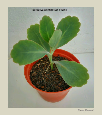 perbanyakan sukulen dari stek batang