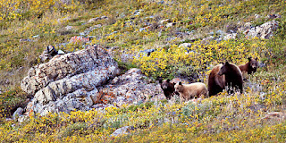 'Mountain Matriarch' (c) John Ashley