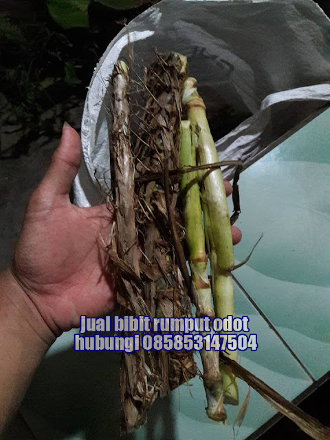 Jual Bibit Rumput Odot Medan