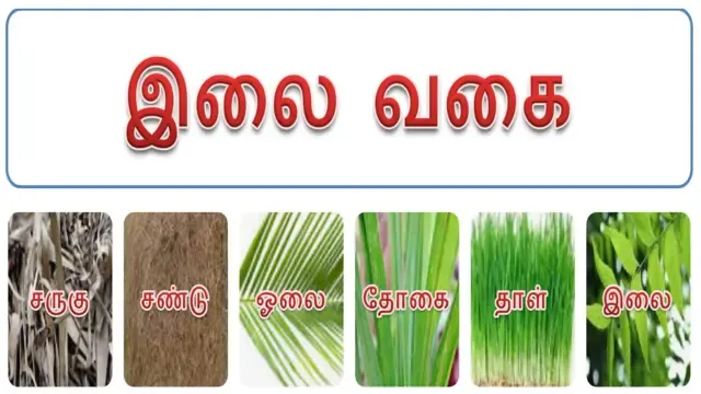 தாவரங்களின் இலை வகைகள் - Leaf type of plants in Tamil Language