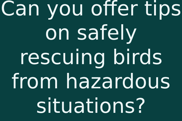 Can you offer tips on safely rescuing birds from hazardous situations?