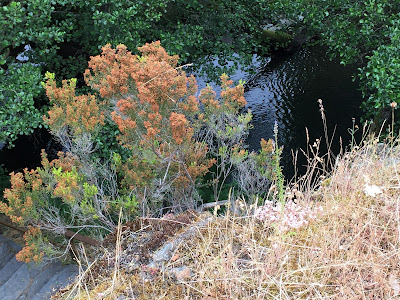 Spain, Marronda forest and the Eo River   by E.V.Pita (2015)  http://evpita.blogspot.com/2015/06/spain-marronda-forest-and-eo-river.html   Fraga de Marronda - río Eo (Baleira, Lugo)  por E.V.Pita (2015)