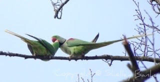 Rose-ringed Parakeets - Amsterdam. (c) copyright Shelley Banks, all rights reserved.