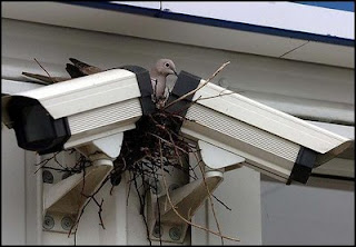 funny animal pictures pigeon nesting between two cctv cameras
