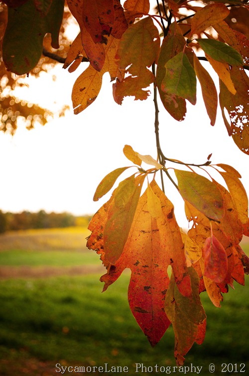 fall leaves 2012-1