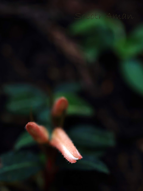 Goodyera biflora