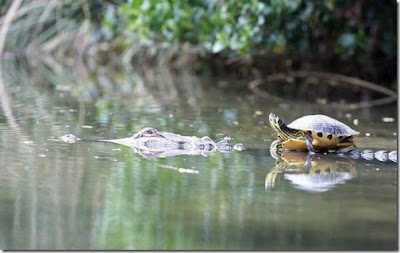 Crocodile and tortoise are friends Rare pictures collection