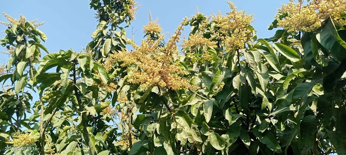আমের মুকুলের মৌ মৌ গন্ধে মুখরিত চারদিক
