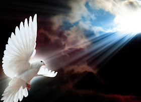 White dove as a message from the dead