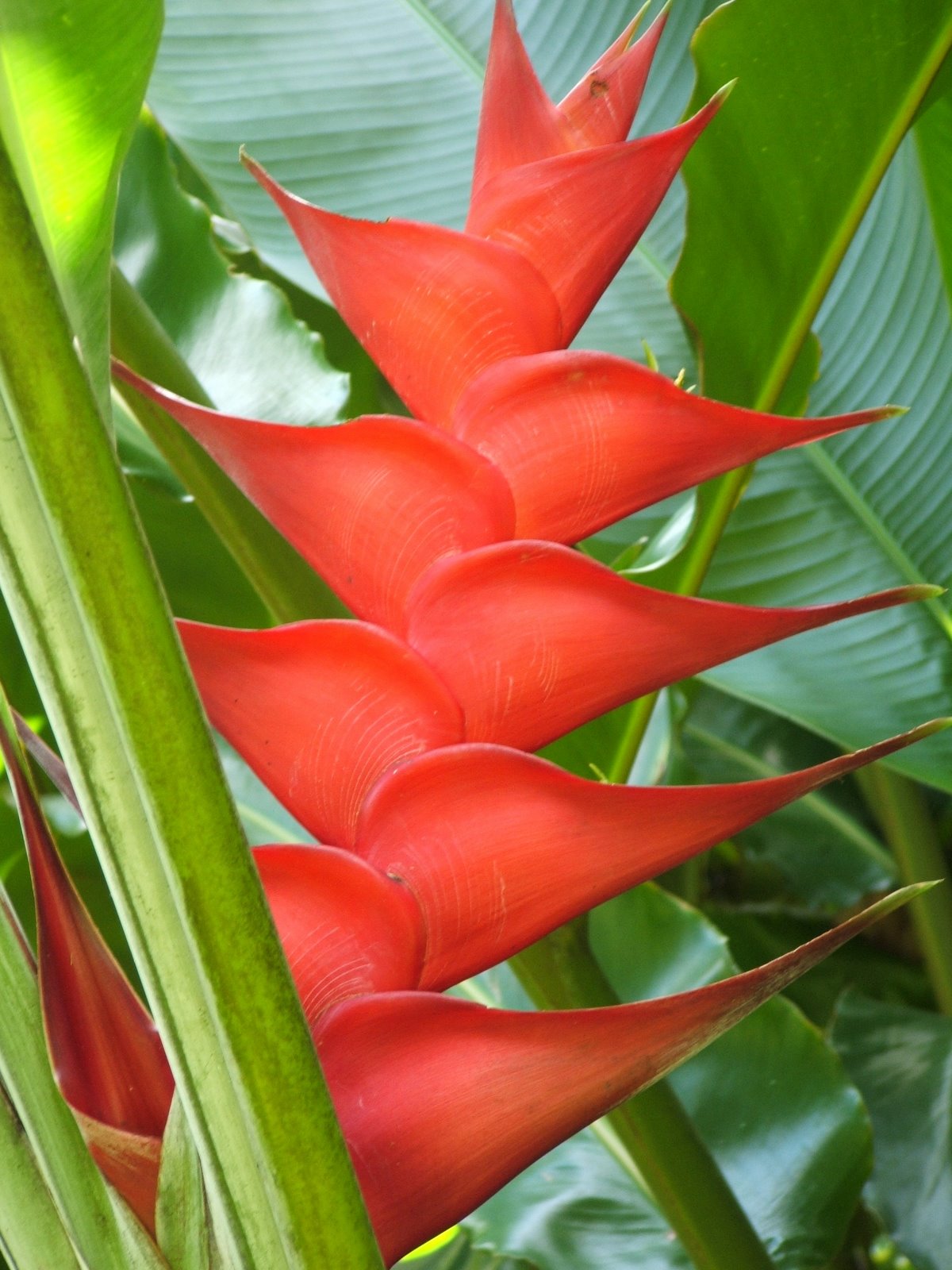 Landscaping with Tropical Plants Heliconia Care