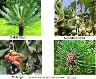 Materi Tumbuhan Biji (Spermatophyta) : Tumbuhan Biji Terbuka (Gymnospermae) dan Tumbuhan Biji Tertutup (Angiospermae)