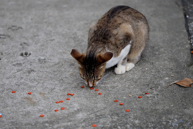 新北景點 猴硐貓村