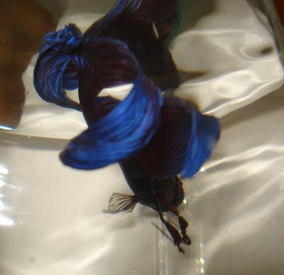 betta splenden