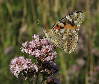 Painted Lady