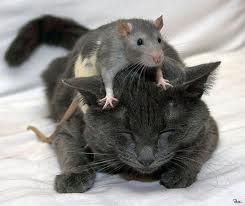 Funny+Cat+and+Mouse+(19)