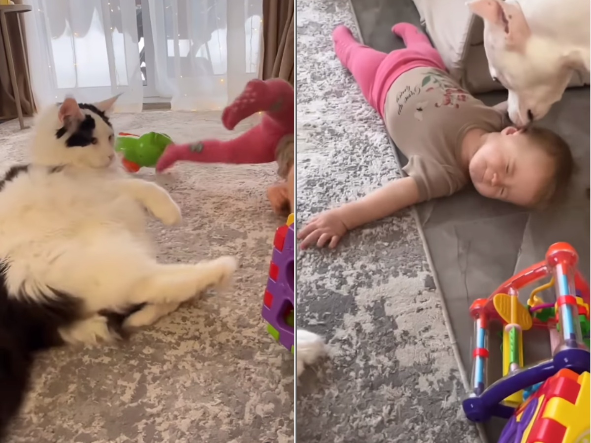 Toddler Gets Viciously Kicked By a Cat