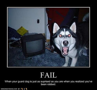 dog funny picture