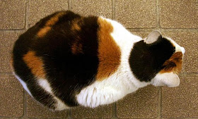 gambar kucing calico tampak atas