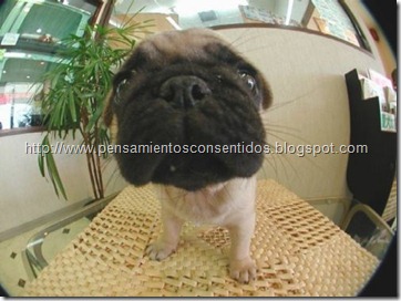 1220463830_puppies-14