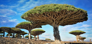 pulau socotra yaman