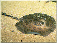 Ocellate River Stingray Fish Pictures