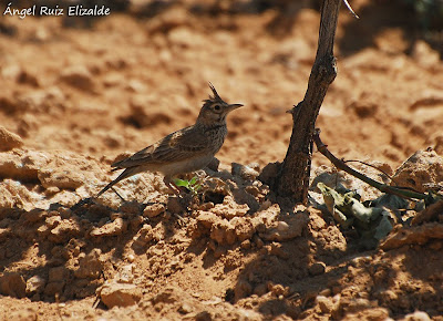 Crested Lark