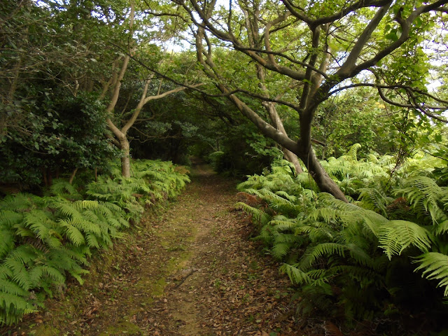 どこまでも続く樹木のトンネル