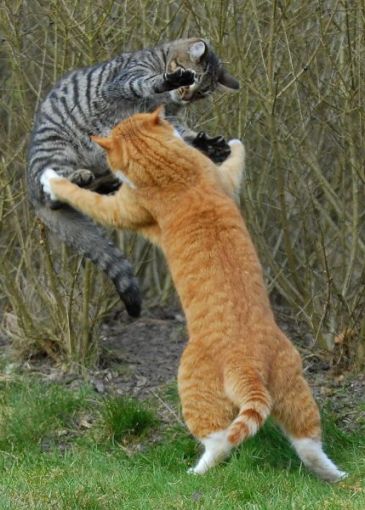 WARNA KEHIDUPAN Foto Kucing Berkelahi Lucu Imut Gokil