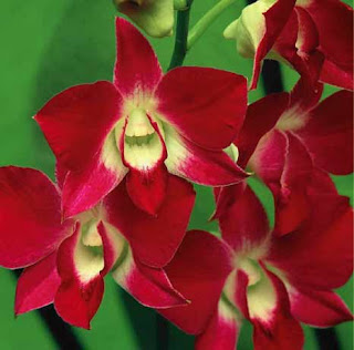 Red Orchid Wallpaper 