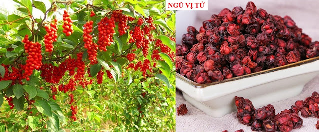 THUỐC CỐ SÁP LIỄM HÃN - NGŨ VỊ TỬ (Fructus Shizandrae)