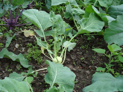 Kohlrabi