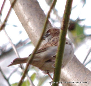 House Sparrow