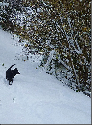 Neige A M 1 12 2010 039