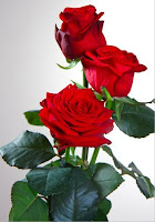 gambar bunga mawar merah prestige