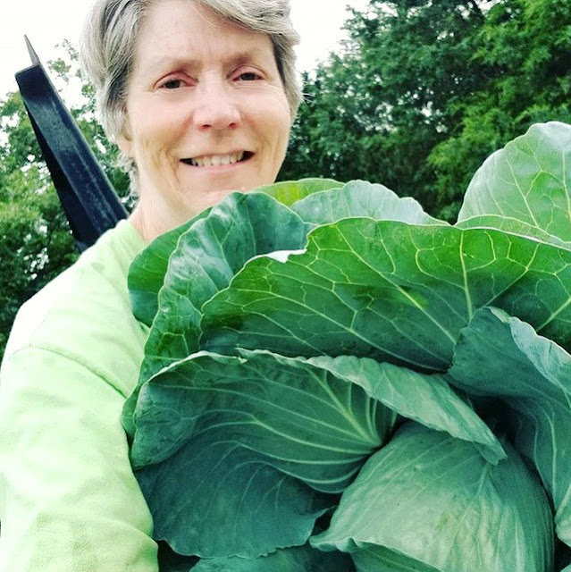 A woman holding a large head of cabbage from the garden