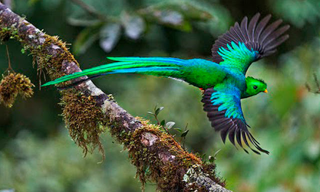 Quetzal