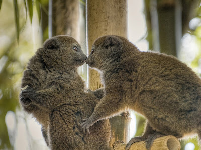 Bamboo Lemurs berciuman
