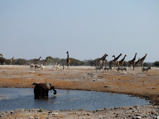 Safari por libre en África