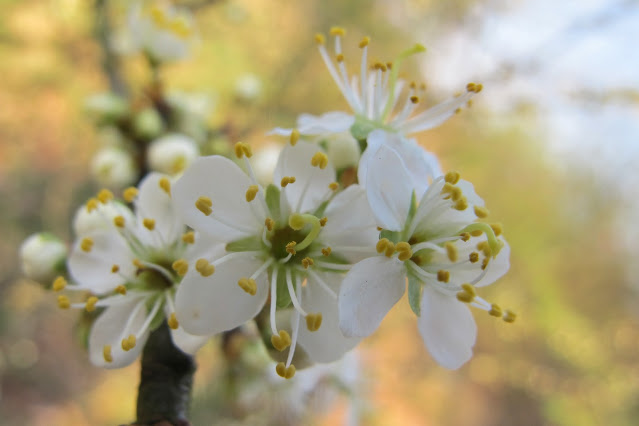 Witte lentebloesem