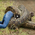 DANGEROUS KILLING; A big snake kill this man brutal LIVE