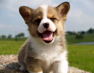 cute puppies wallpaper. cute puppy wallpapers.