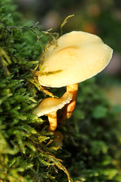 yellow mushroom