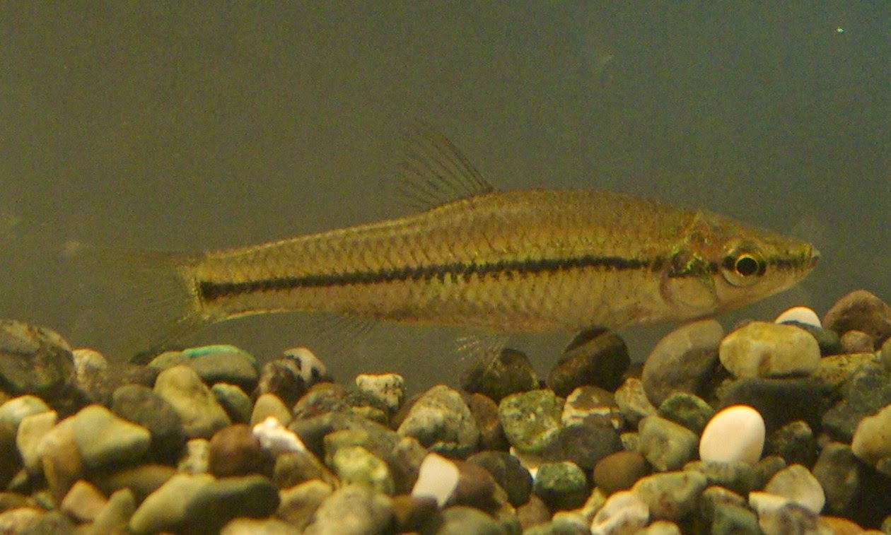 東京淡水魚図鑑 クチボソ 正式名 モツゴ コイ科ヒガイ亜科モツゴ属