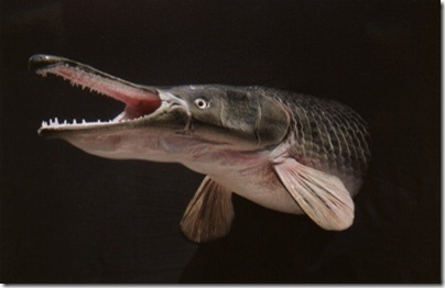 alligator-gar-tm