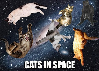 cats in space