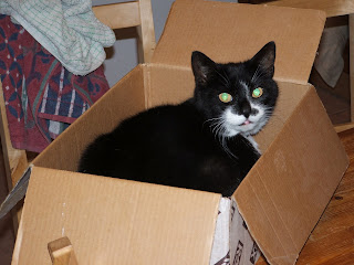 Molly in a box March 2007